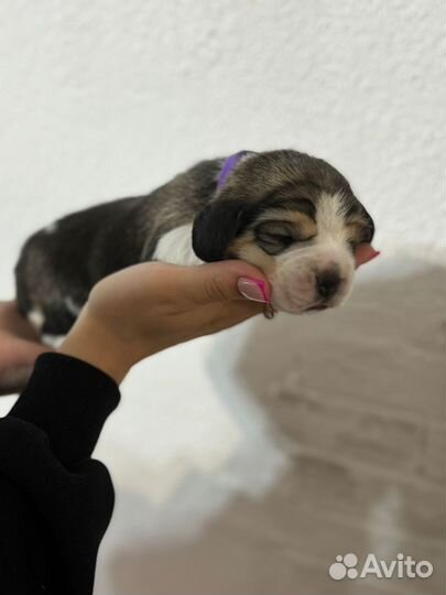 Щенки бигль