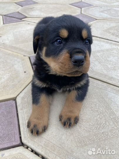 Щенки ротвейлера