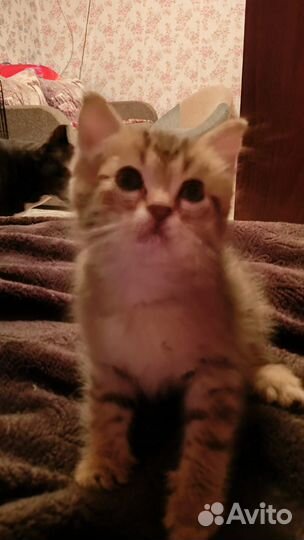 Отдам двух котят мальчик и девочка