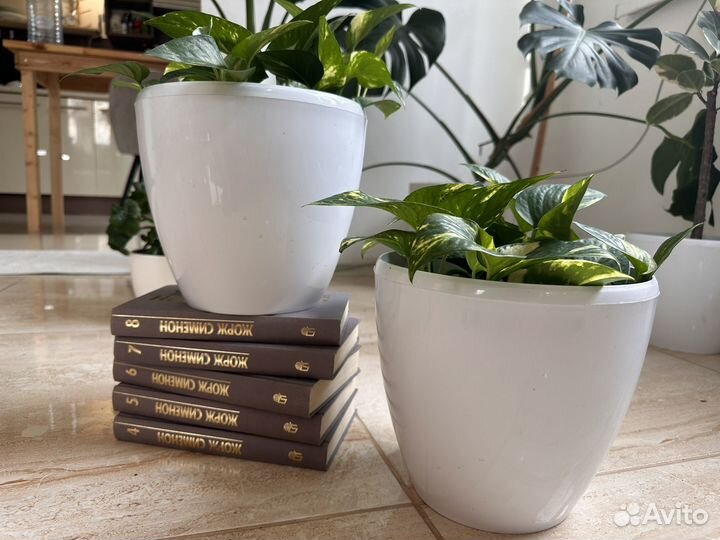 Эпипремнум марбл квин