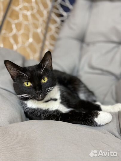 Шикарная ласковая кошка Маня ищет дом