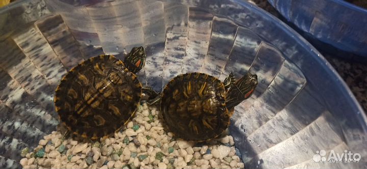 2 водяных черепахи