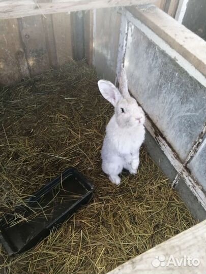 Кролики мясных пород