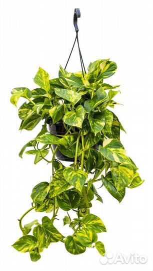 Разные ком.цветы