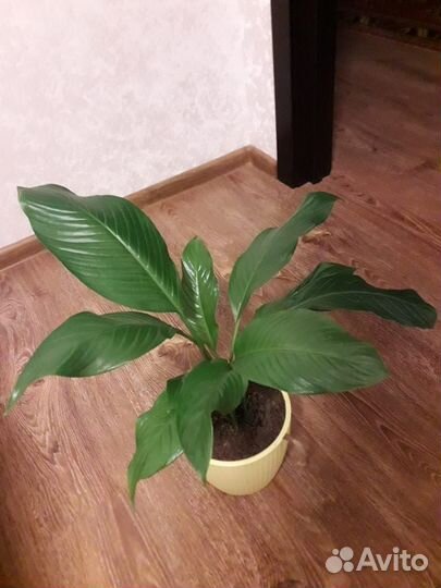 Спатифиллум