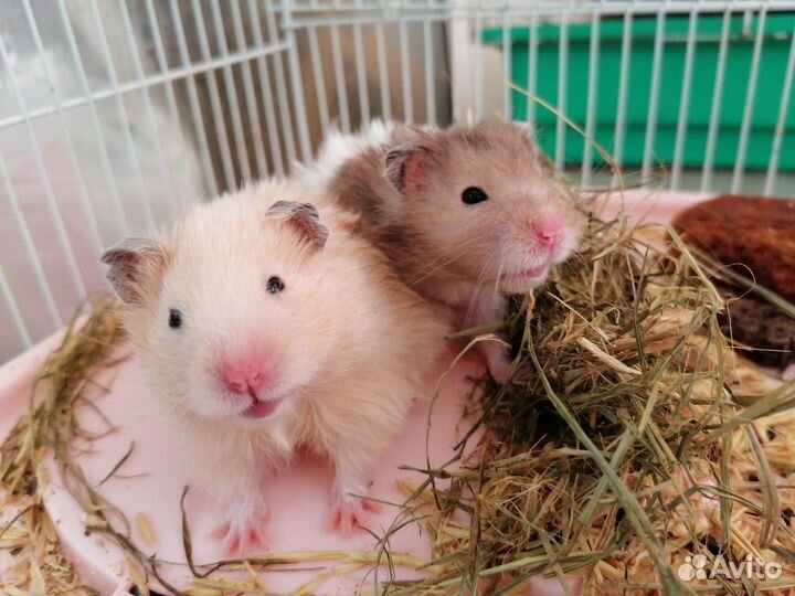 Клетка без хомяков