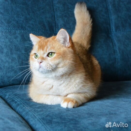 Золотые производители ny12 ay12