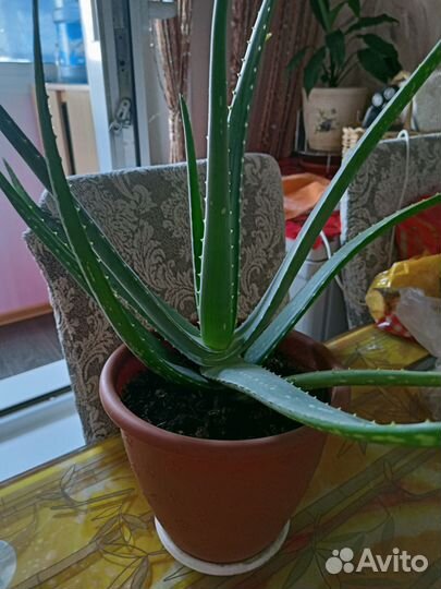 Алоэ Вера растение