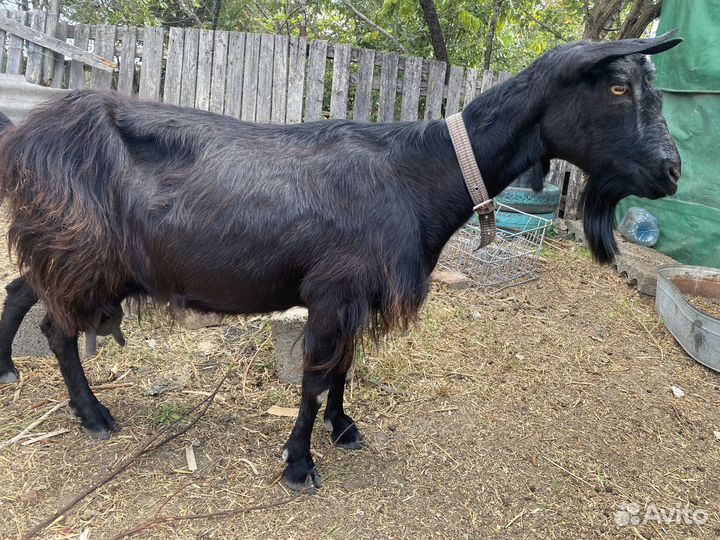 Коза нубийская