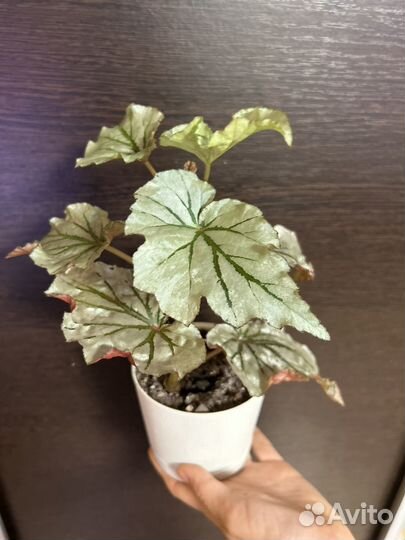 Бегония королевская, мэсона, пятнистая