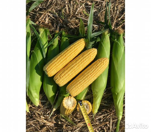 Семена Суперсладкой кукурузы Мелина F1