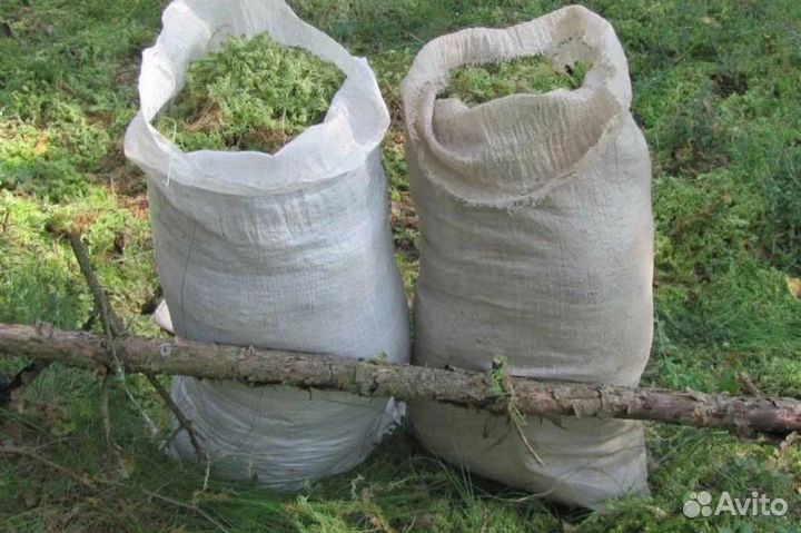 Болотный Мох (сфагнум)