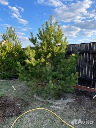 Сосна живая