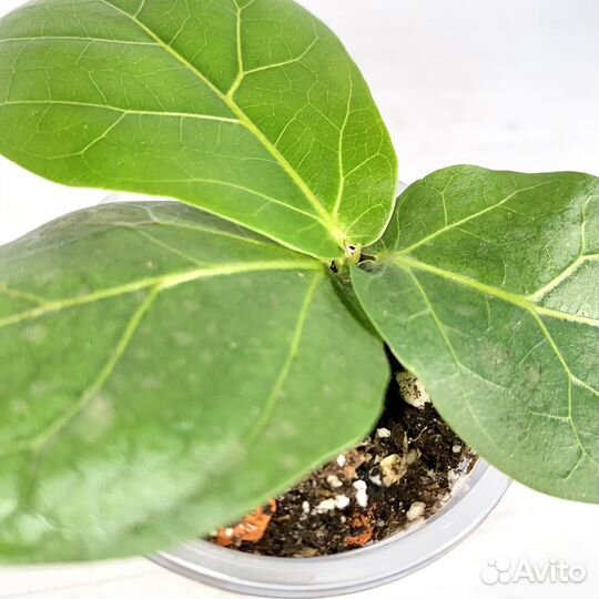 Фикус лирата колумнарис