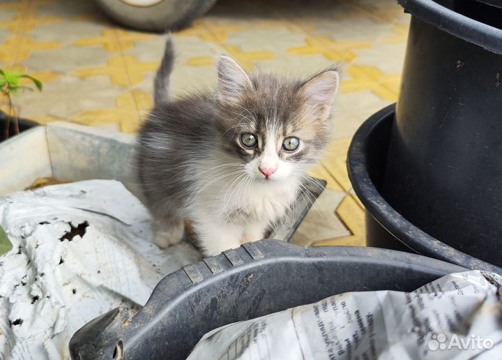 Отдам котят в добрые руки