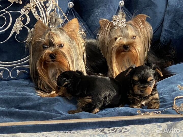 Мини беби фейс йорки