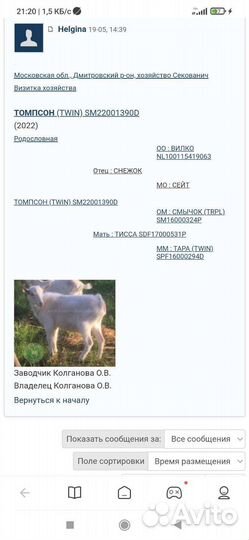 Чп Козлики зааненской породы