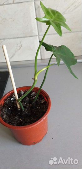 Эсхинантус Мона Лиза