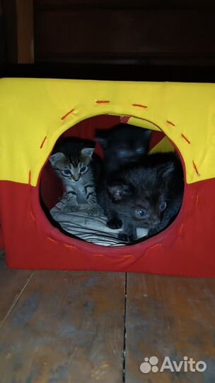 Котики бесплатно