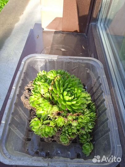 Молодило, каменная роза, суккуленты