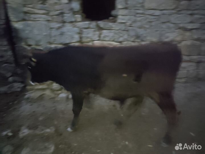 Бычки 9 месецев хоршие