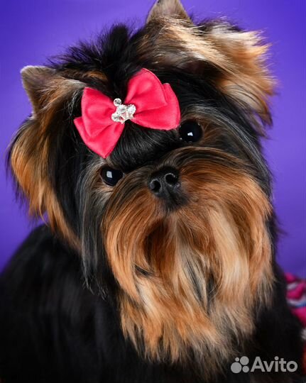 Йоркширский терьер вязка суперМини супер курносый