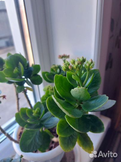 Фиалка в горшках, Каланхоль, Герань, Розы