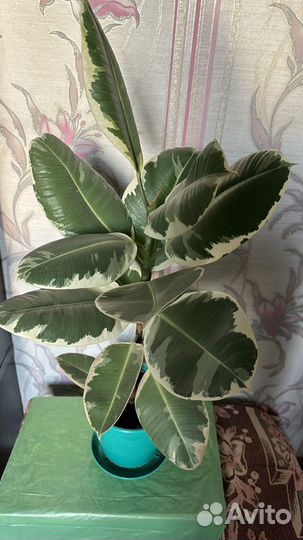 Фикус эластика тинеке