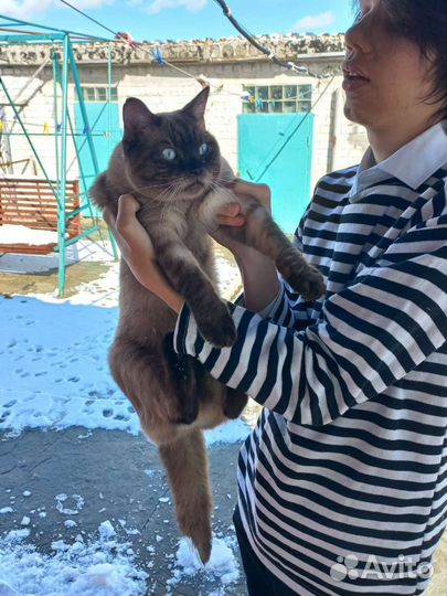 Интересный котик ищет добрые руки