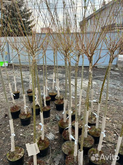 Ива цельнолистная 