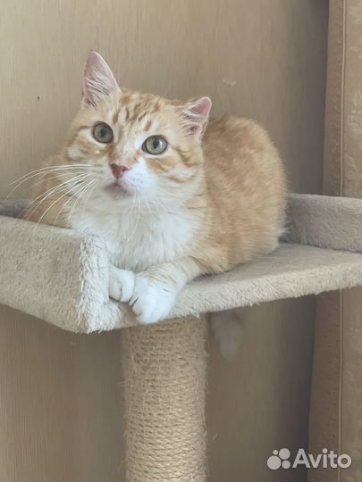 Рыжая кошка девочка