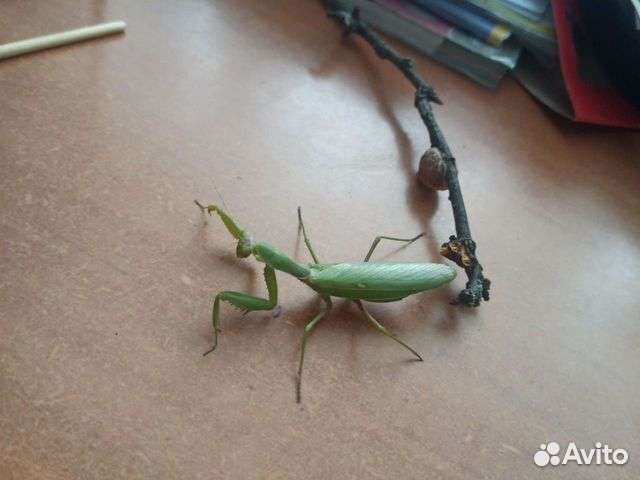 Зофобас,мучник