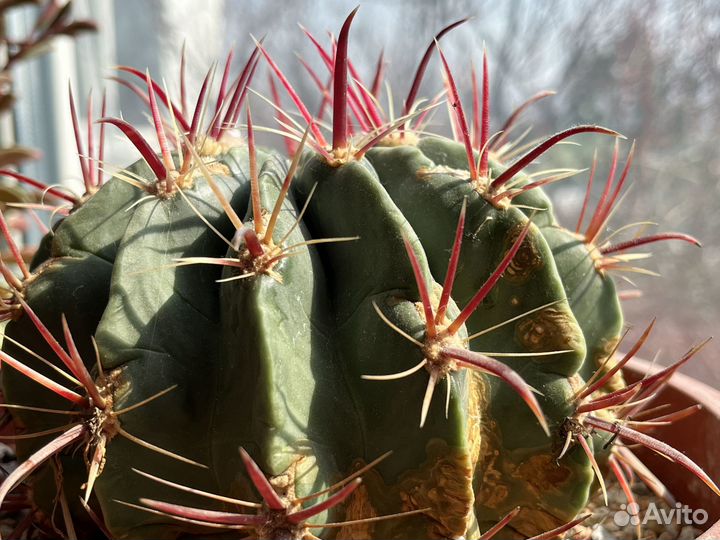 Ферокактус широкоиглый (Ferocactus latispinus)
