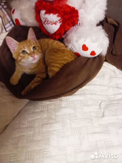 Рыжик 3 месяца