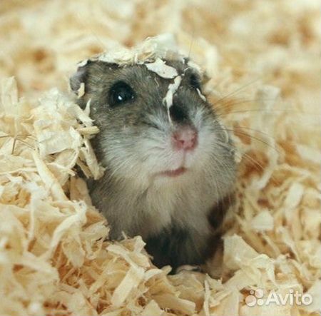 Красивые джунгарские хомячки из питомника