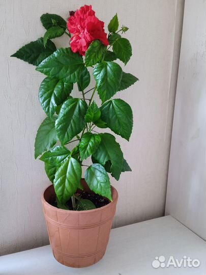 Гибискус китайская роза