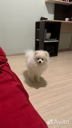 Немецкий шпиц мальчик вязка