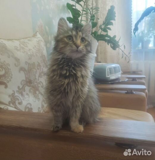 Кошка Кассия