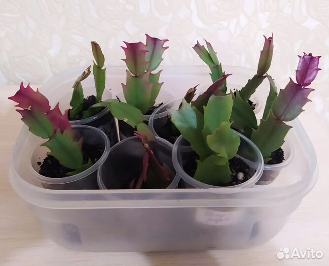 Декабрист шлюмбергера сортовые