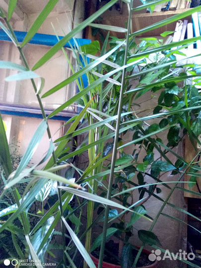 Финиковая пальма