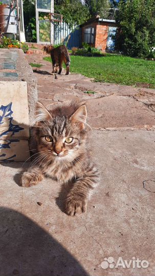 Котята в добрые руки бесплатно