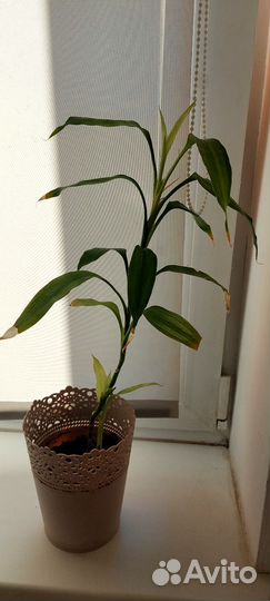 Драцена Сандера