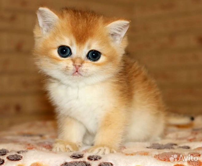 Котенок британская золотая шиншилла