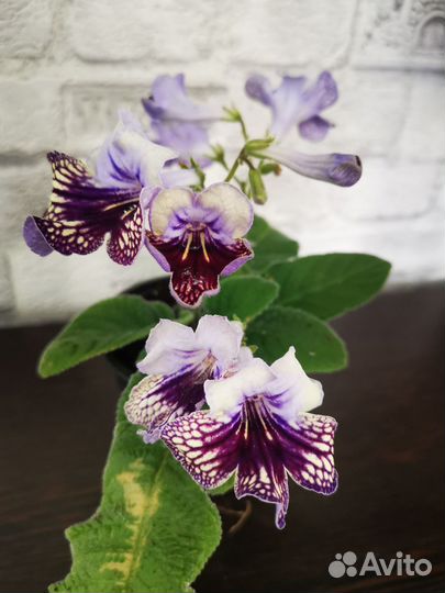 Стрептокарпус