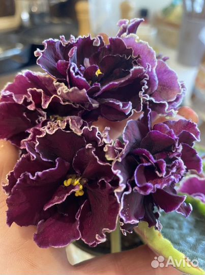 Цветущие фиалки