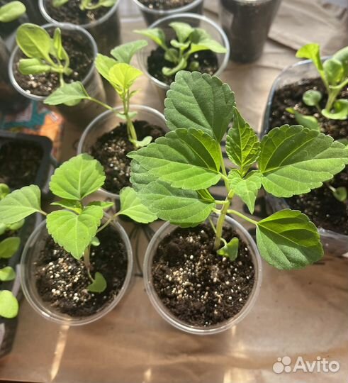 Сальвия лавандовая, красная