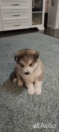 Аляскинский маламут