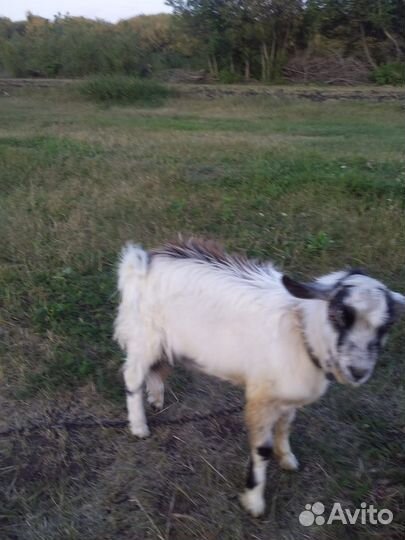 Нубийский козел