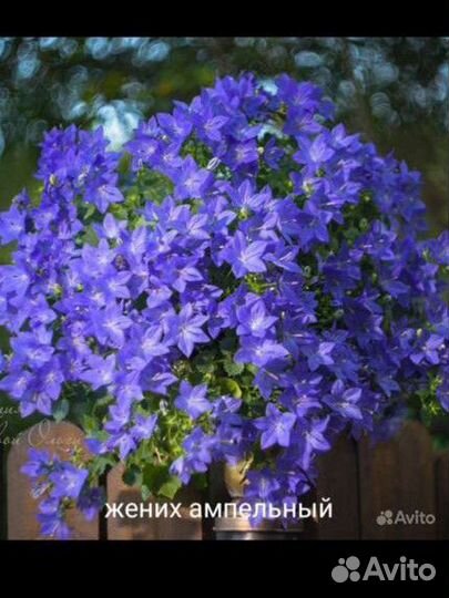 Кампанула жених и невеста