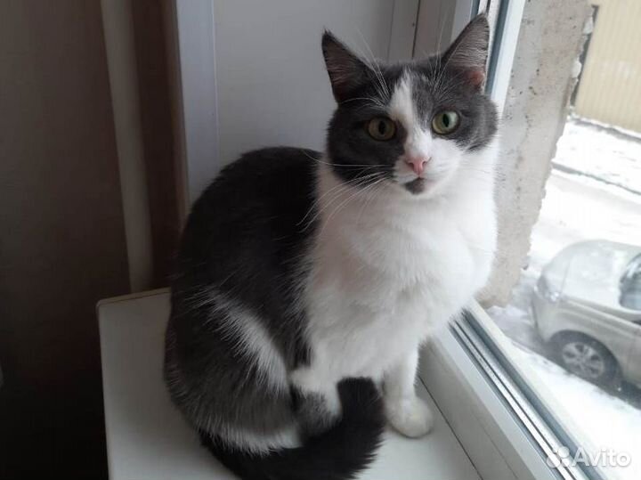 Мика. Скромная, милая кошечка в поисках дома